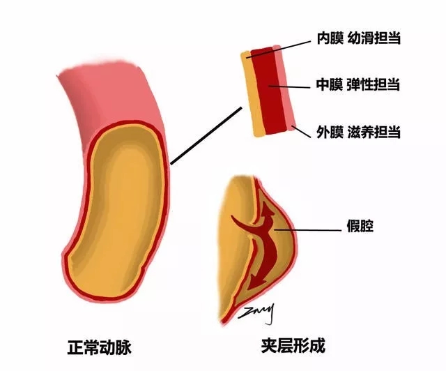 毛细血管壁分层结构图图片